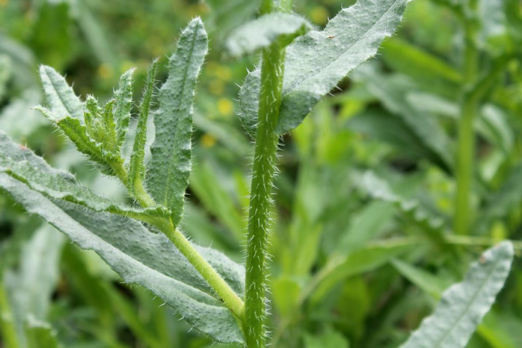 Lycopsis arvensis / Buglossa minore